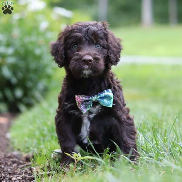 Victor, Portuguese Water Dog Puppy